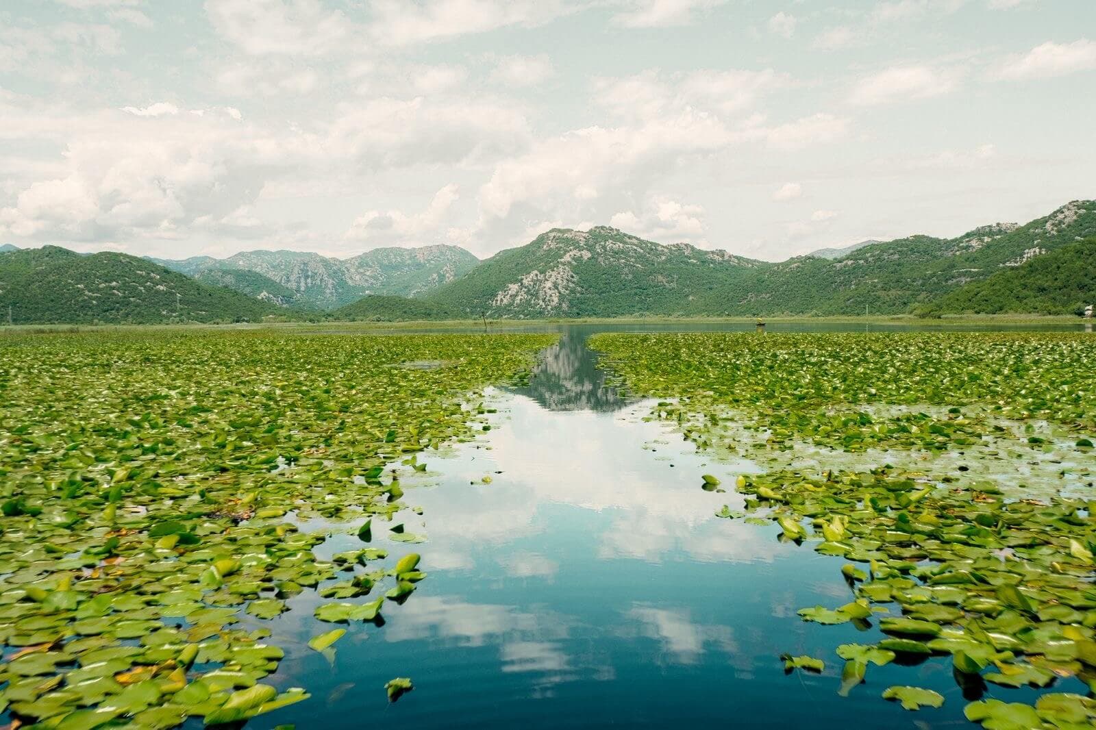 Humedales del lago Skadar