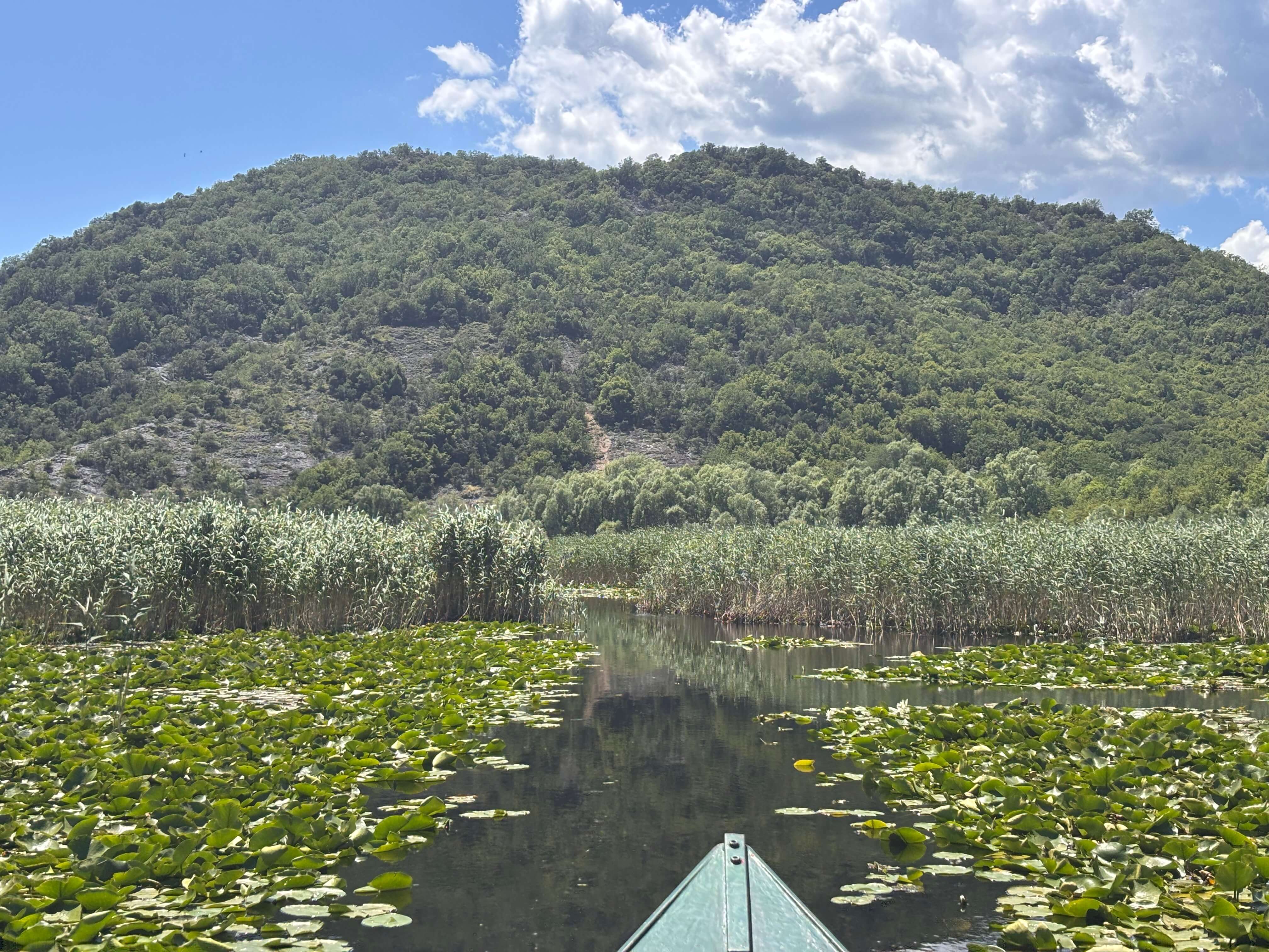 Proa del barco deslizándose entre nenúfares bajo una montaña boscosa en la excursión al Amazonas por los tres ríos, lago Skadar