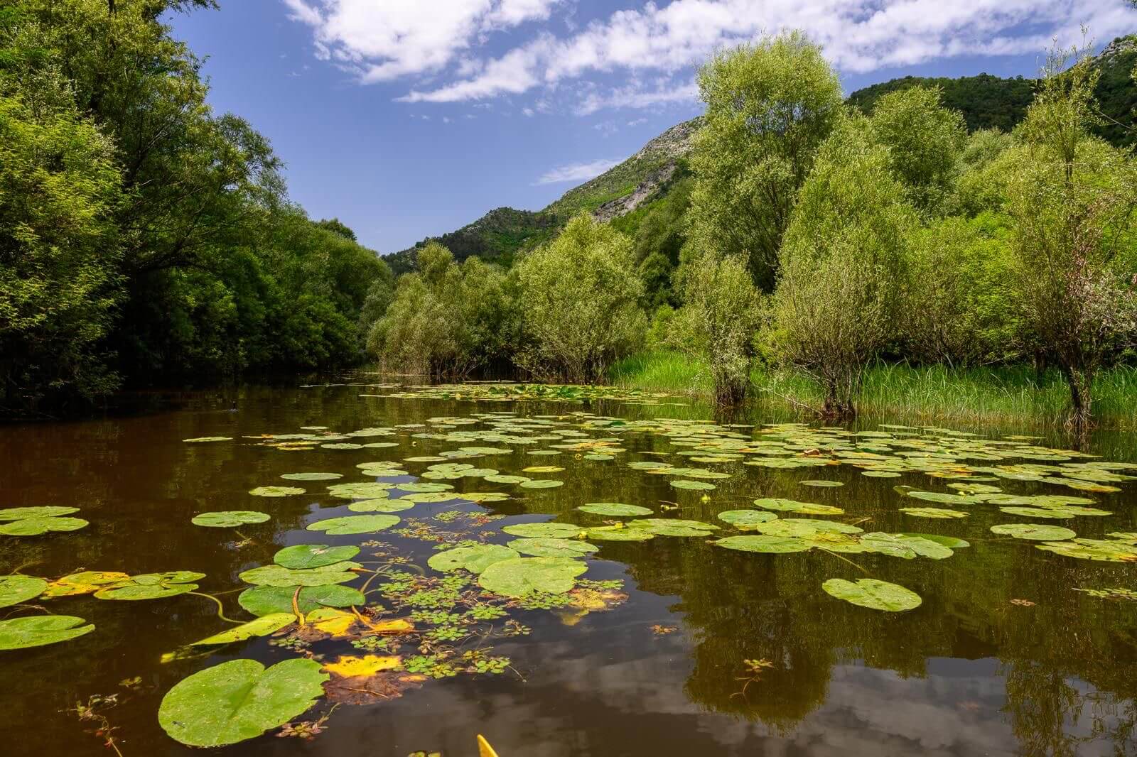 Paisaje de humedales del lago Skadar, Montenegro